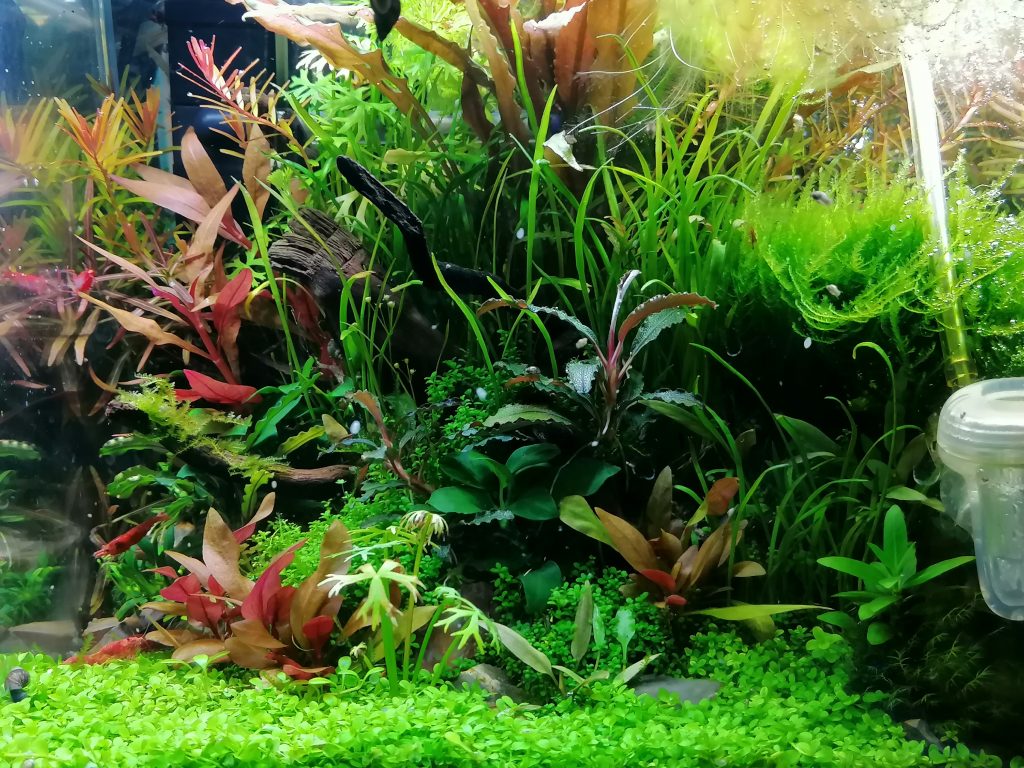 Les jolies plantes de Miva Plantes Les jolies plantes de Miva Plantes