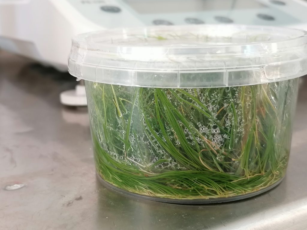 Eleocharis sp mini