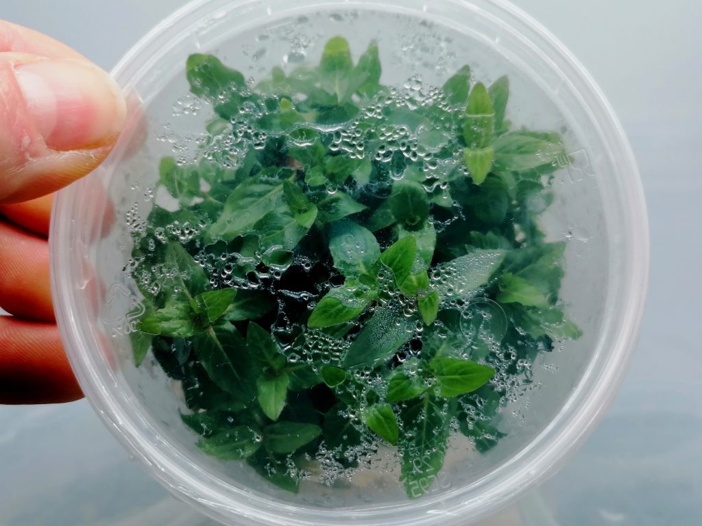 Staurogyne repens