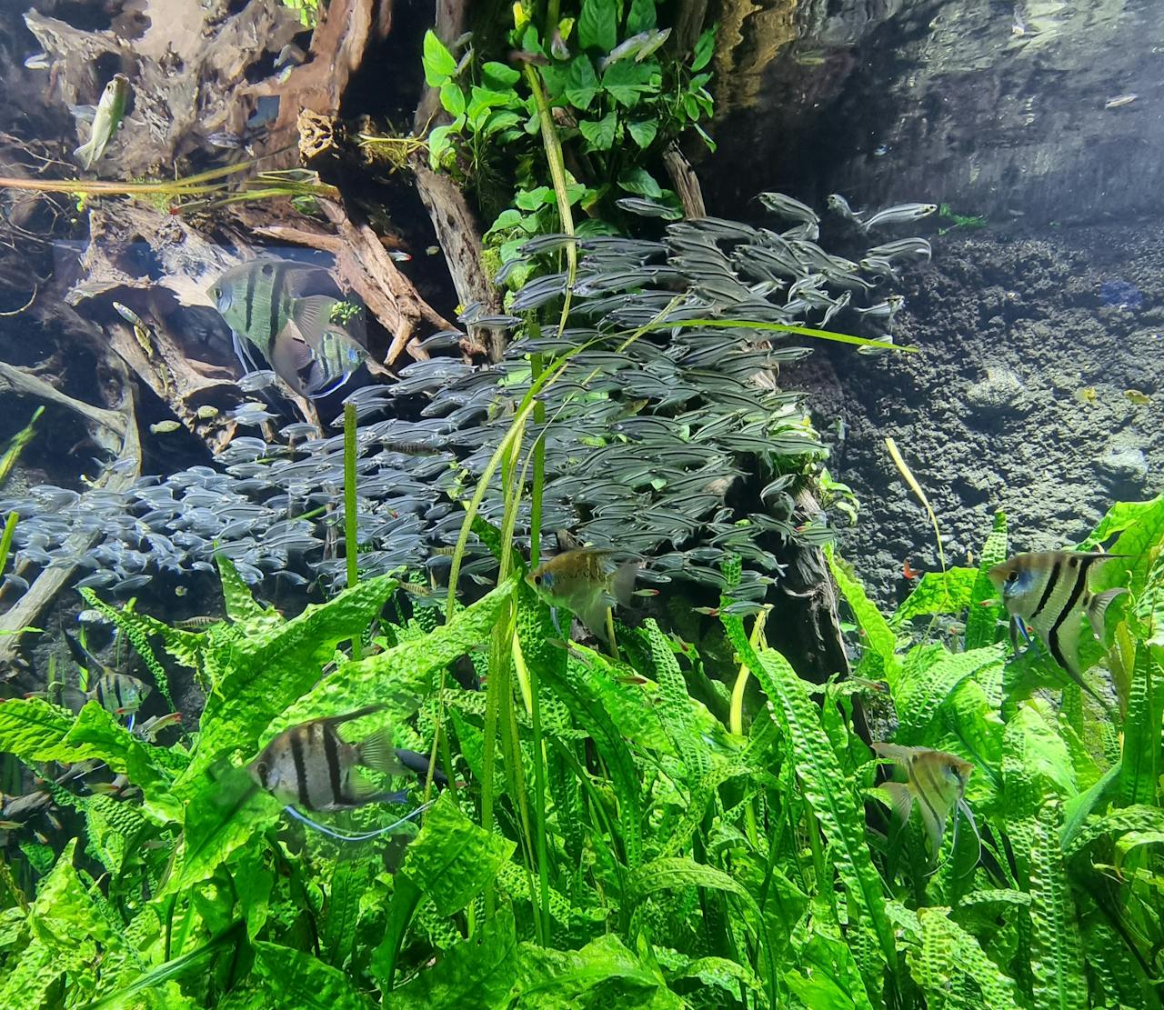 our-story A mesmerizing view of a school of fish swimming amidst lush aquatic plants in a freshwater aquarium.
