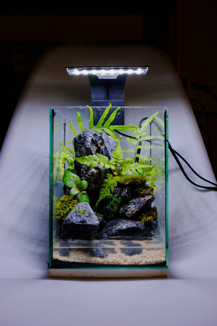 Plantes d’aquarium in vitro : pourquoi les choisir plutôt que des plantes d’animalerie ?d’aquarium in vitro : pourquoi les choisir plutôt que des plantes d’animalerie ? A beautifully arranged aquarium with ferns and rocks, lit by a sleek overhead lamp.
