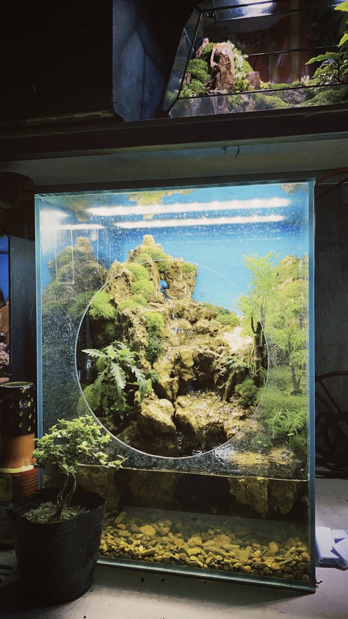 Pourquoi les plantes que j'ai achetées n'ont pas la même couleur dans mon aquarium ? Aquarium featuring lush plants and intricate rock formations under bright lights.