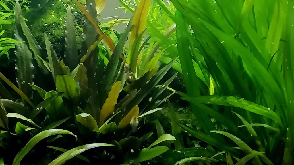 Un aquarium planté Des plantes sauvages